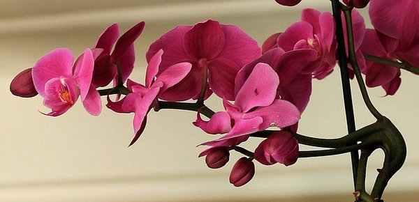 Orchidee Saunaaufgusskonzentrat