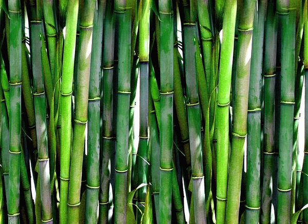 Bambus Saunaaufgusskonzentrat