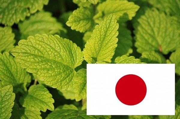 Japanische Heilpflanze Saunaaufgusskonzentrat