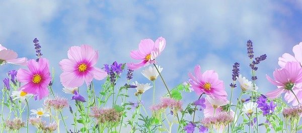 Blütenzauber (Jasmin, Lavendel, Kräuter) - Dampfbad-Thermenduft