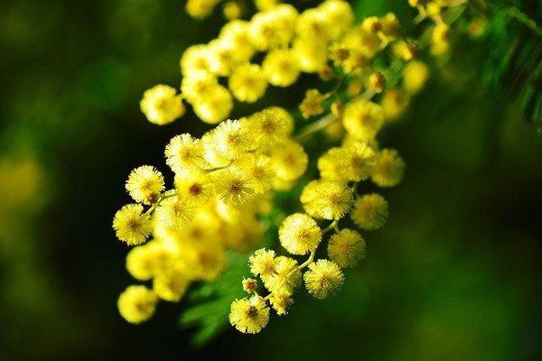 Mimose Dampfbad-Thermenduft